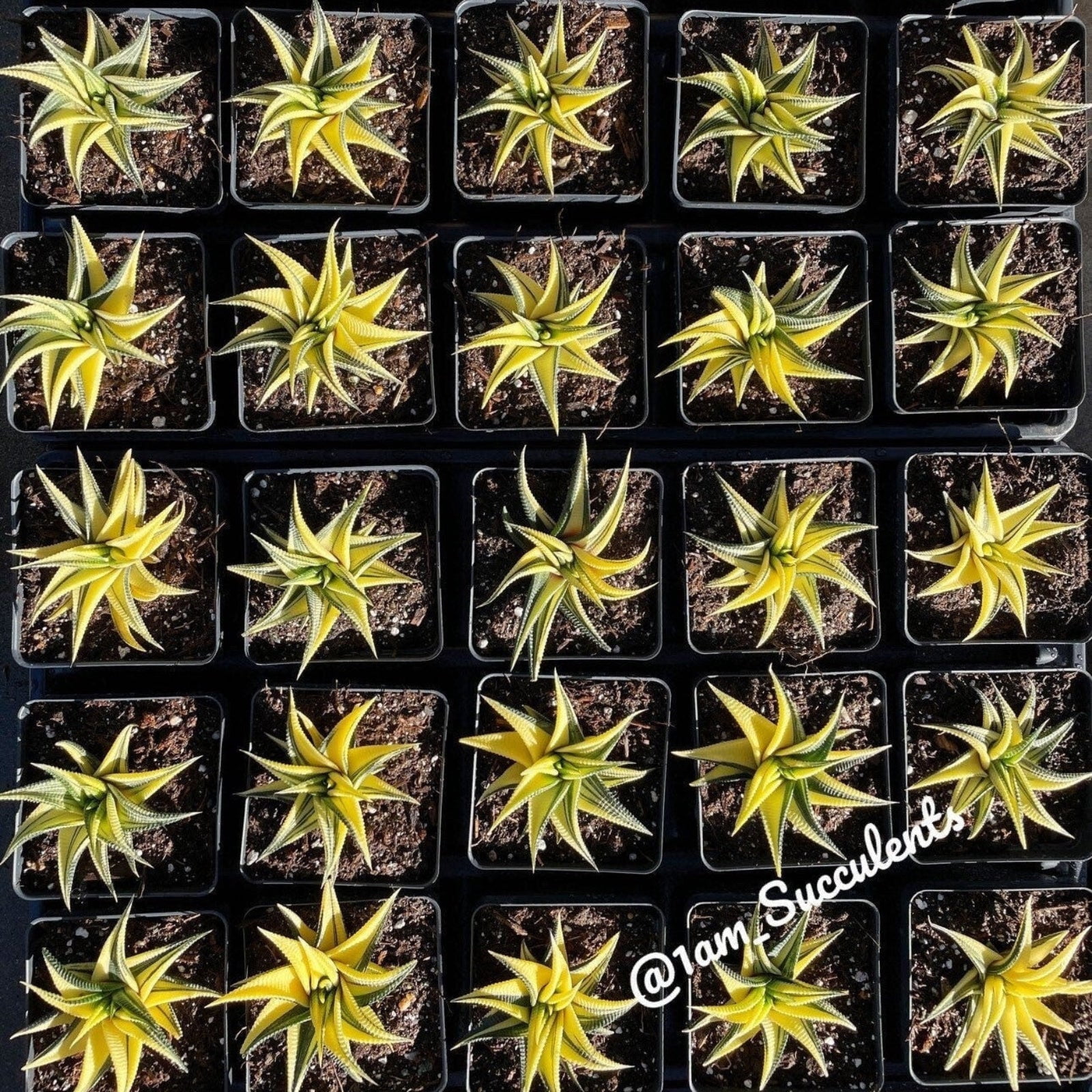 Rare Succulents - Haworthia variegated Limifolia (3.5")