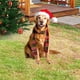 thumbnail image 1 of JSTY323-331 Christmas Garden Insertion Christmas Hat Chicken Festival Decoration Plugin, 1 of 4