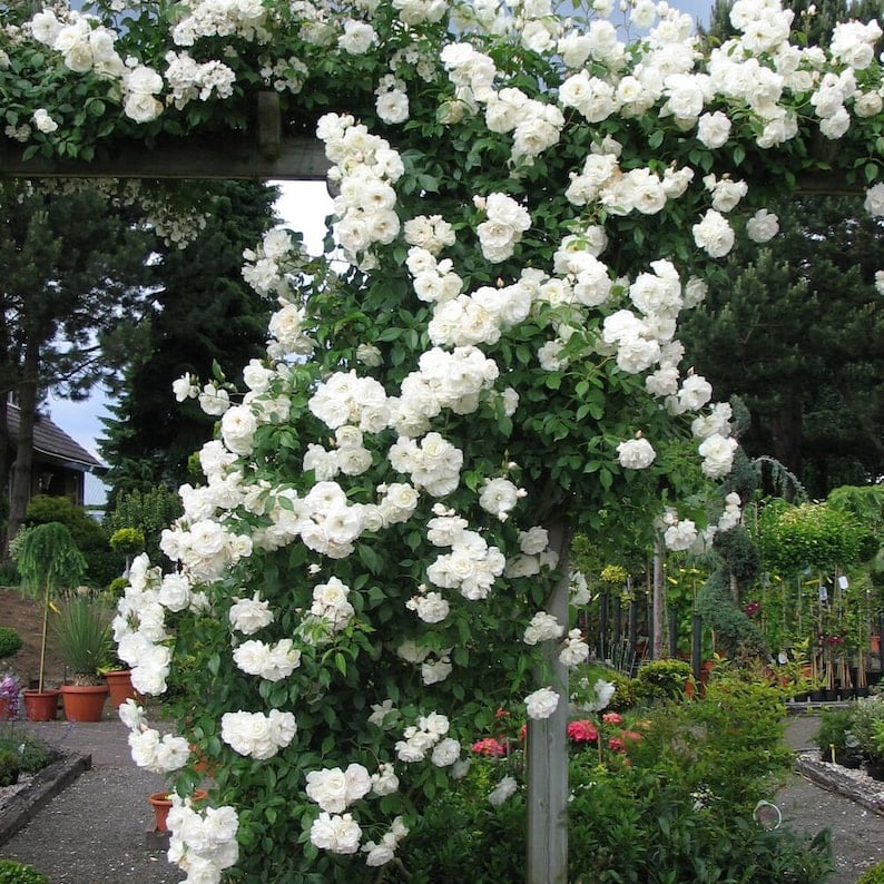 30 Seeds White Climbing Rose Seeds Perennial Non Flower Seeds for Garden Enthusiasts