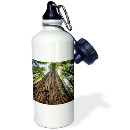 3dRose Roosevelt Grove, Humboldt Redwoods State Park, California, Sports Water Bottle, (Best Redwood Camping California)