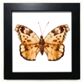 thumbnail image 1 of with Brown Wings Black Square Frame Picture Wall Tabletop, 1 of 3