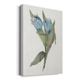 thumbnail image 2 of Blue Tulip Picks II Premium Gallery Wrapped Canvas - Ready to Hang, 2 of 9