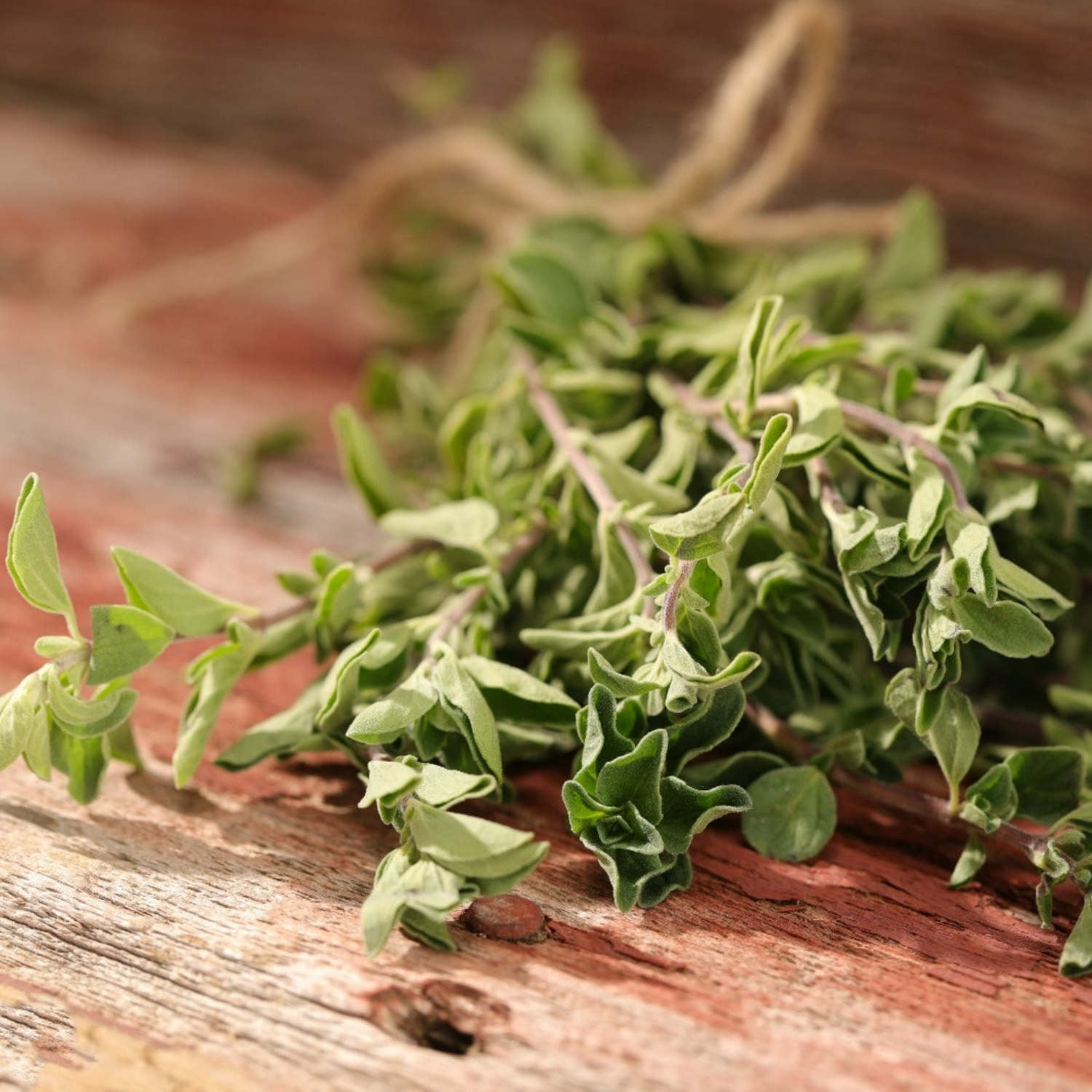 Proven Winners 4" Greek Oregano Oregano Live Herb Plant in 4.25" Pot (4 Count)