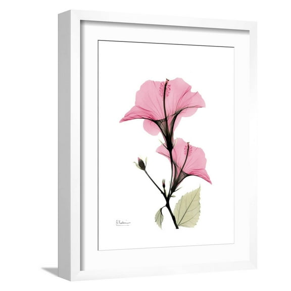 Art.com Pink Hibiscus Art Print by Albert Koetsier, White Frame Wall Art, 17" x 21"