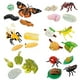 Insect Lore Cycle de Vie Étapes Ensemble Complet – image 1 sur 6
