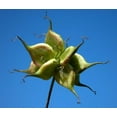 thumbnail image 2 of Purple Clematis Vine Seeds for Planting (30 Seeds) - Clematis viticella - Grow Italian Clematis, 2 of 3