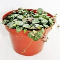 thumbnail image 3 of 6-inch String Of Hearts, Ceropegia Woodii, Succulent Gift Ideas, 3 of 4