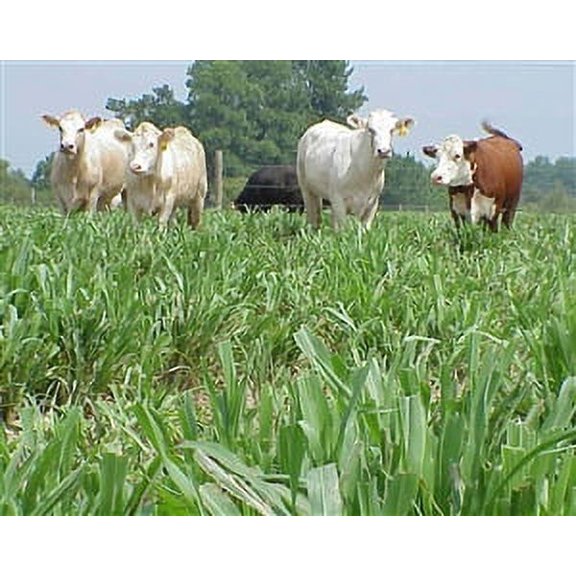 Hybrid Pearl Millet Seed (Tifleaf 3) - 5 lbs.