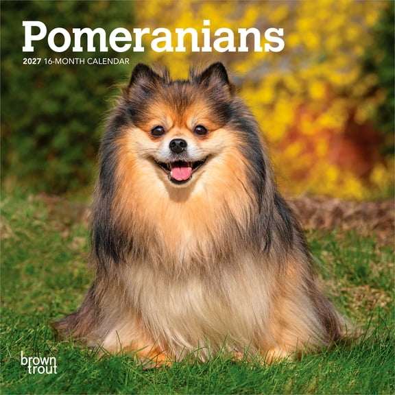 Pomeranians | 2027 7x14" (Hanging) Wall Calendar