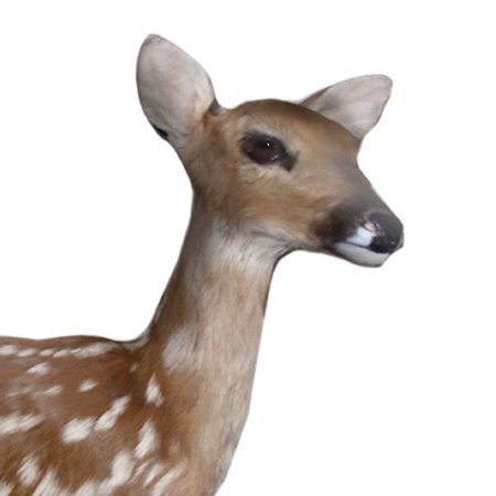 Primos Hunting Frantic Fawn Standing Motion Whitetail Deer Decoy