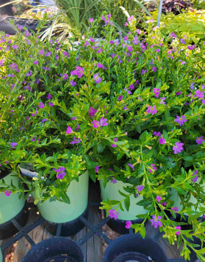 Set 2 Allyson Purple Cuphea Live Plants, Purple Flower Plants 4 to 6 Inc Tall for Indoor Outdoor