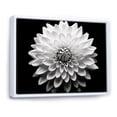 thumbnail image 2 of Designart "Black And White Monochromatic Dahlia" Dahlia Floater Framed Wall Art Prints, 2 of 5