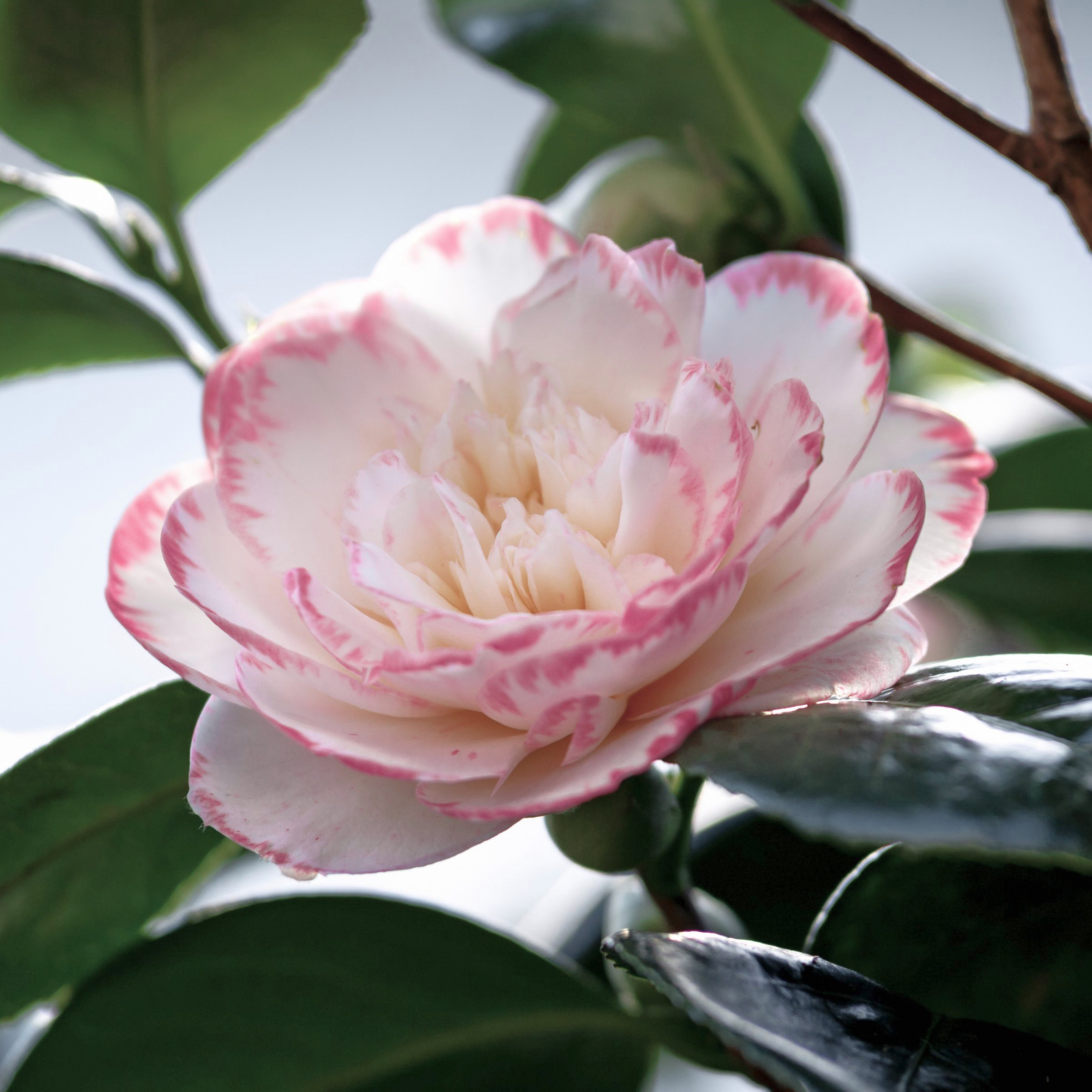 National Plant Network 1 gal. Camellia Sasanqua Leslie Ann Shrub