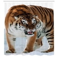 thumbnail image 3 of Ambesonne Tiger Shower Curtain, Siberian Predator Feline, 69"Wx84"L, Pale Brown Black, 3 of 3