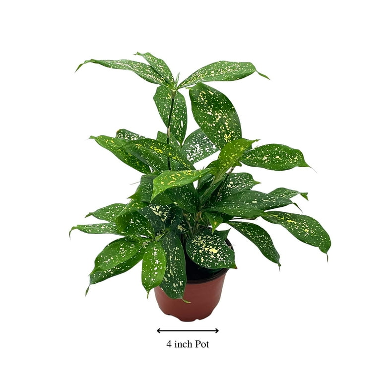 Dracaena Surculosa, 4 inch, Gold dust, Japanese Bamboo, Spotted Leaf -  Walmart.com