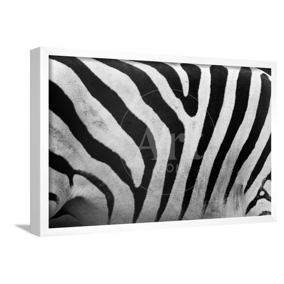Real Zebra Pattern CloseUp Black and White Stripes Background, Animals Framed Art Print Wall Art by Michal Bednarek Sold by Art.Com