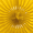 Yellow, variant on Tissue Paper Fan Decoration, 16 in, Yellow, 1ct
