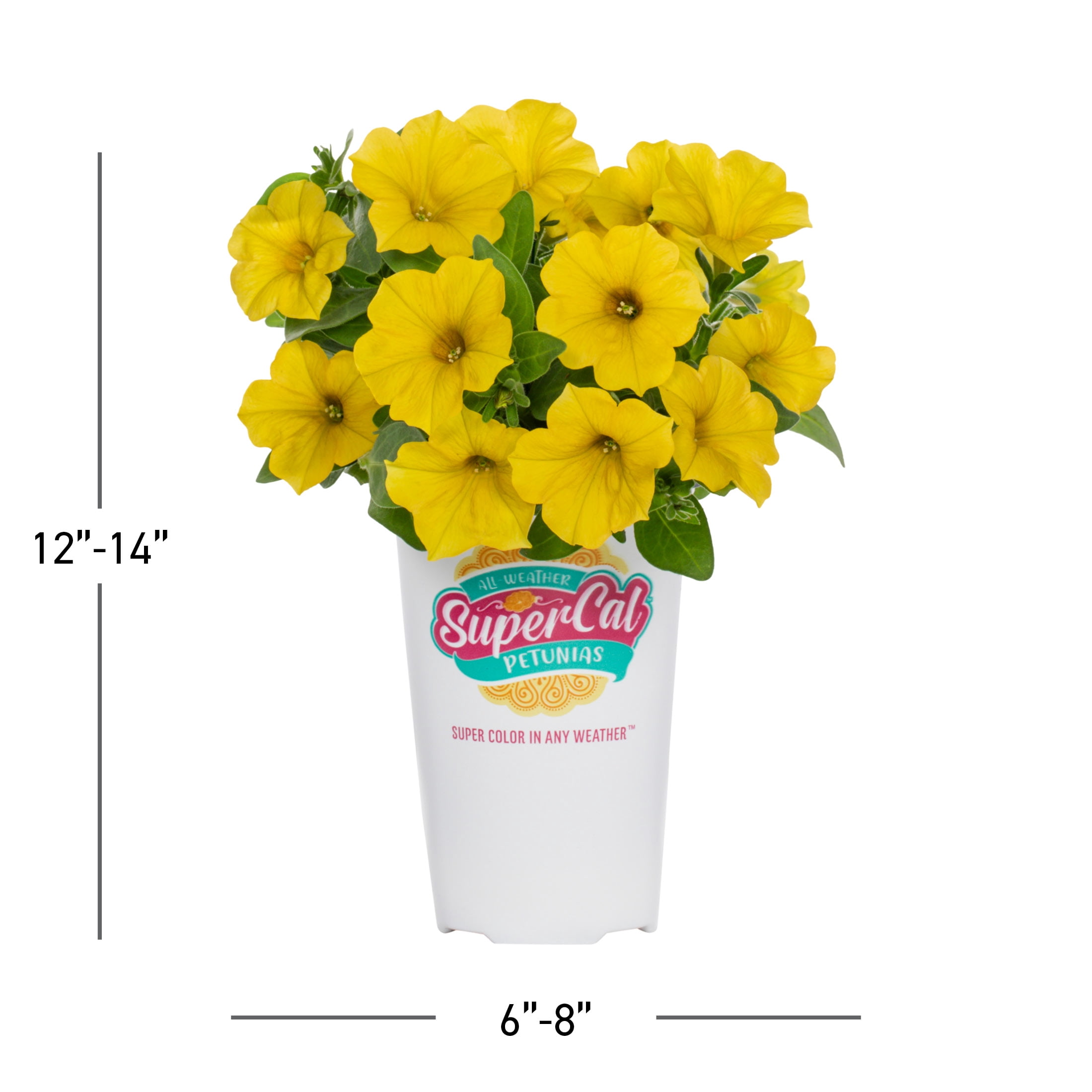 SuperCal 10" Yellow Sun Petchoa Live Plants in Grower Pots (3 Count)