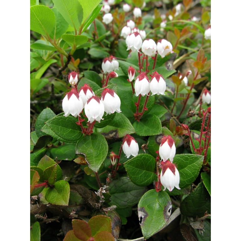 40 SALAL BERRY Gaultheria Shallon Pink White Flowers Blue Fruit - Main Image