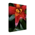 thumbnail image 2 of Trademark Fine Art 'Bromeliad Burst III' Canvas Art by Jason Johnson, 2 of 4