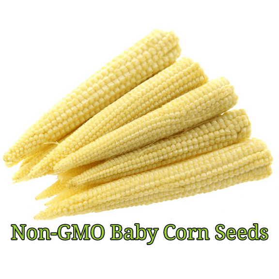 Baby Corn Seeds for Pickling | Non-GMO | Heirloom | Fresh Garden Seeds