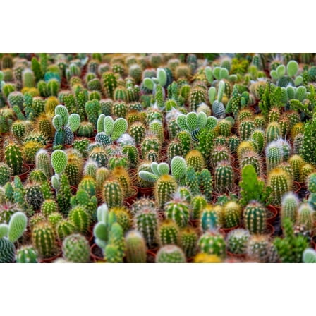 Cactus Seeds Mix - 100 Seeds - Ships from Iowa, USA - Grow Exotic Cacti
