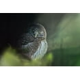 thumbnail image 2 of Svestka, Jiri 24x17 White Modern Wood Framed Museum Art Print Titled - Eurasian Pygmy Owl (Glaucidium Passerinum), 2 of 4