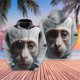 thumbnail image 3 of Sudaderas con gráficos de monos de hip hop, sudaderas con capucha de animales divertidos para hombres, ropa casual, lindos suéteres de simios, chándales kawaii, camisetas Y2k, 3 of 5