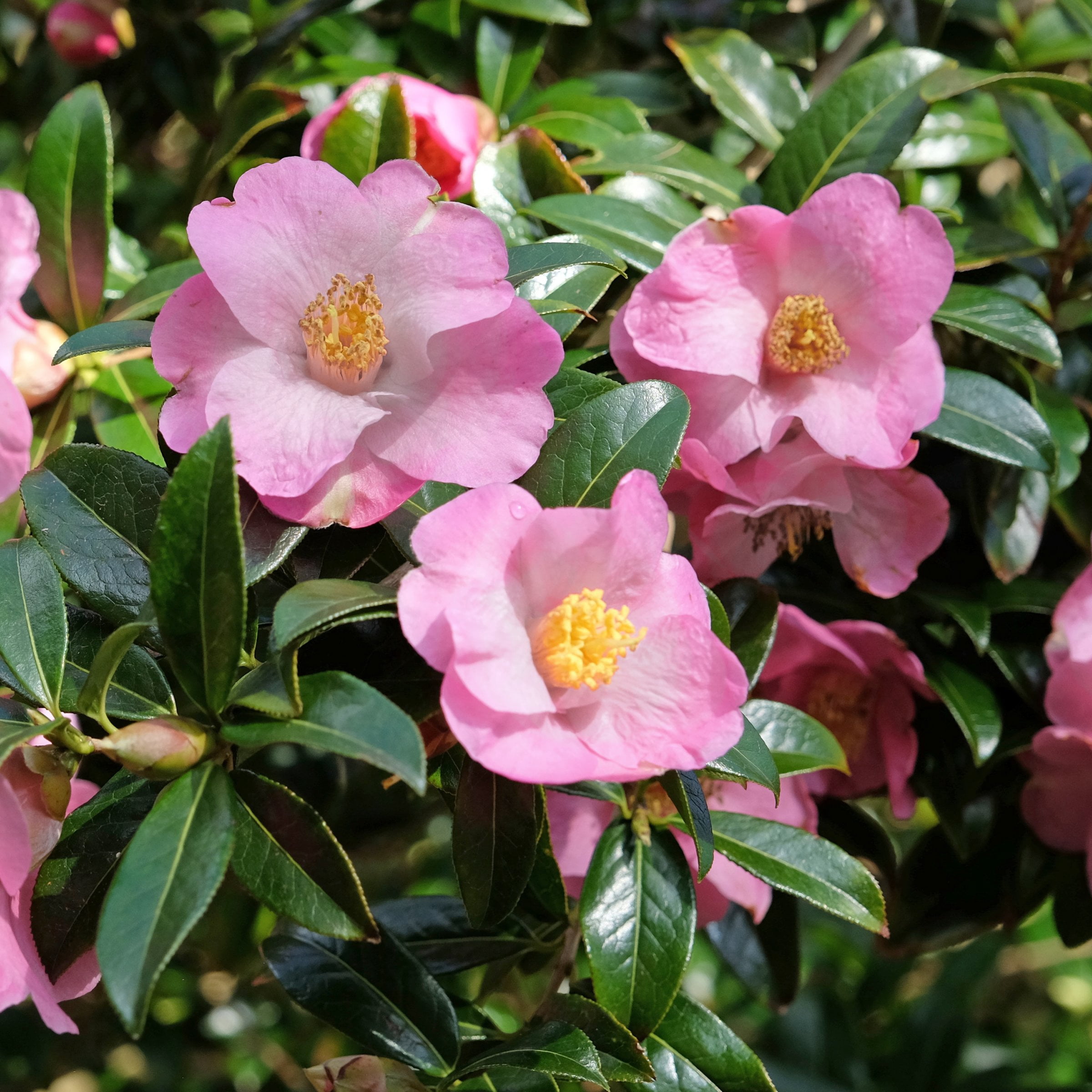 National Plant Network 1 gal. Camellia Japonica April Remembered Shrub