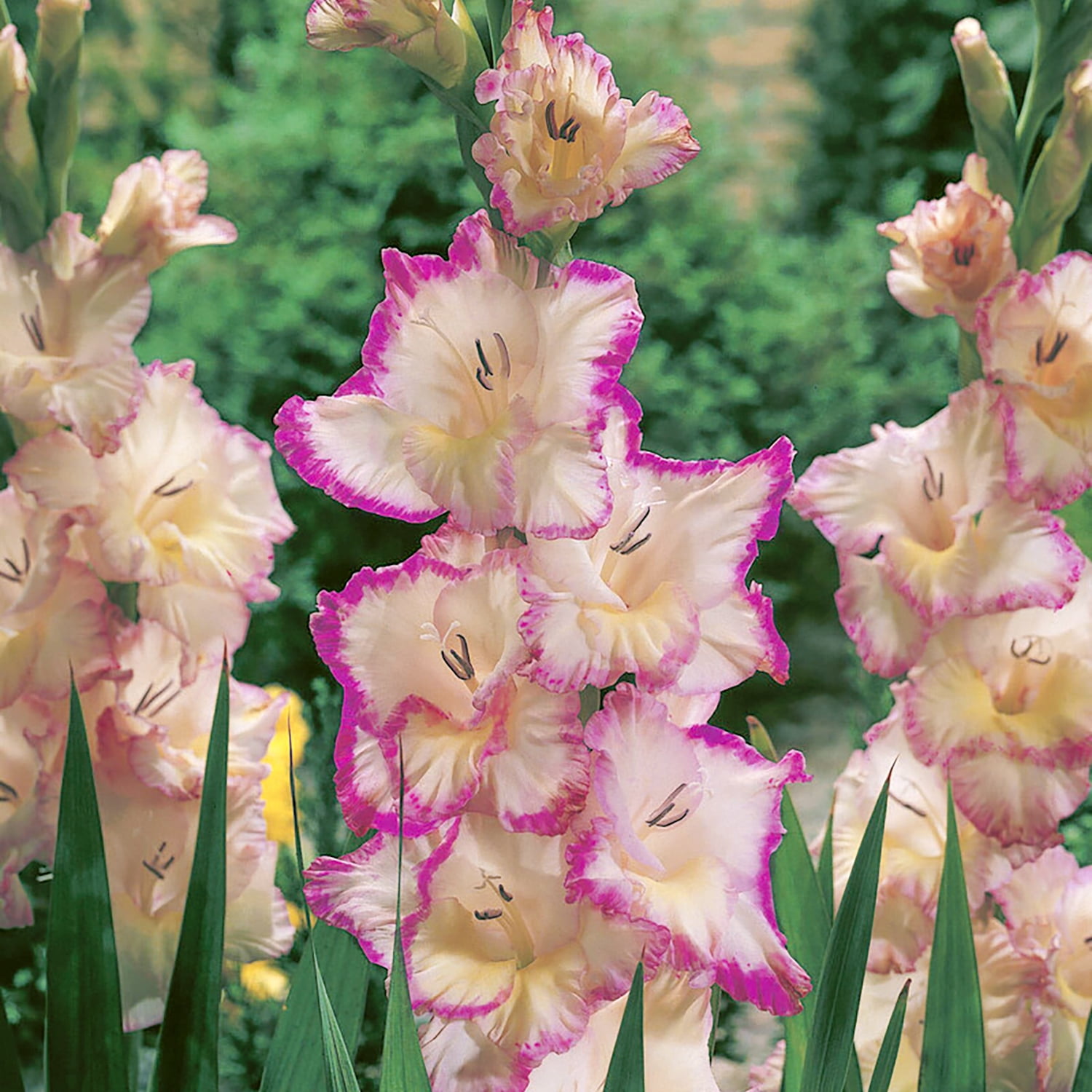 Van Zyverden Gladiolus Large Flowering Priscilla Set of 12 Bulbs Multicolor Partial Sun Perennial Flowers For Cutting 1 lb