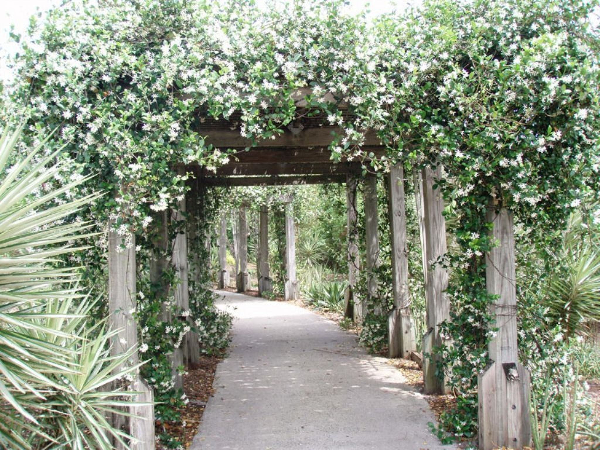 Jasmine Confederate  10 Live Plants  Trachelospermum Jasminoides  Fragrant Easy to Grow Vine Showy Blooms