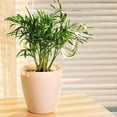 thumbnail image 5 of HomeLife 2/4Pcs Transparent Plant Watering Globes Simple Installation Indoor Self Watering Planter Insert Clear Glass Watering Bulbs, 5 of 13