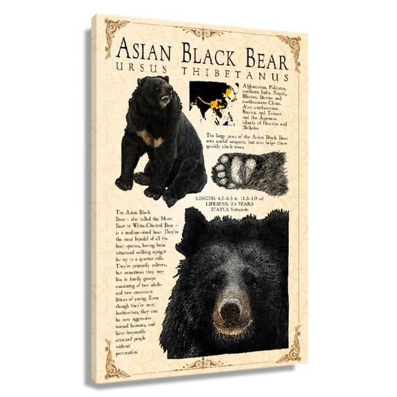 Black Bear Wall Art Knowledge Poster Educational Wall Art Vintage Prints Black Bear Infographic Poster Room Vertical Home Decor Painting Canvas Framed 16×24 in