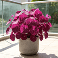 thumbnail image 3 of Stephania Erecta, Tropical Caudex Houseplant‑Effortless Raise‑Minimal Upkeep‑Ideal for Tabletop, Plant Pots & Planters, 3 of 8
