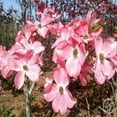 thumbnail image 2 of Cherokee Brave Dogwood Live Tree – 2 Gallon, 2 of 6