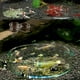 Flmtop Aquarium Aquarium de Poissons Cristal Cerise Rouge Crevettes Verre Rond Alimentateur Plat – image 3 sur 9