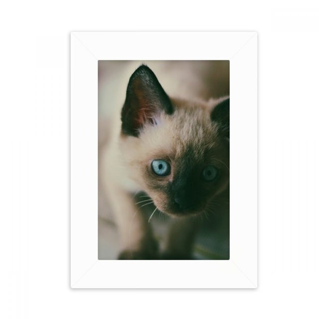 Animal Blue Eye Kitten Gray Photograph Desktop Photo Frame Picture Display Decoration Art Painting