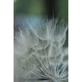 thumbnail image 3 of Stramel, Renee W. 13x18 Black Modern Framed Museum Art Print Titled - Macro Dandilion VIII, 3 of 5