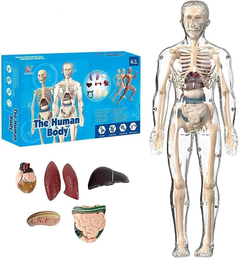 4D Human Hand Anatomy Model - Walmart.com