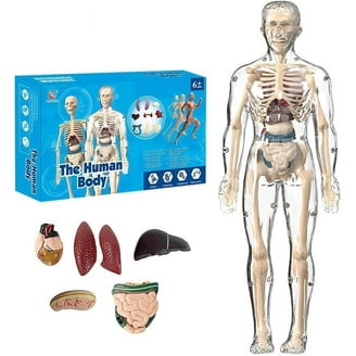 4D Human Hand Anatomy Model - Walmart.com