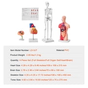 KFFKFF Collection of Human Anatomy Models, Includes Brain, Human Body Torso, Heart, Skeleton, Set of 4, 3D Interactive Study Aids, Instructional Tools for Physiology Students or Educational Resource