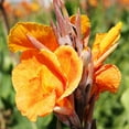 thumbnail image 2 of Wyoming Canna Flower Bulbs - 3 Bulbs per Pack - Attracts Butterflies and Hummingbirds - Deer Resistant - Grows Well In Containers - Easy to Grow Live Plants - Outdoor Garden, 2 of 5