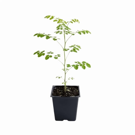 Moringa Tree Plant Live in 4 Inches Pot, Moringa Live Plant for Indoor Outdoor Growing