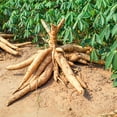 thumbnail image 3 of Red Cassava Root Plant, 5 Live Yuca Cuttings 4-6 Inch Tall, Sweet Cassava for Gardens, Outdoor Growing, 3 of 5