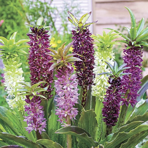 Pineapple Lily Mixture Dormant Flowering Bulbs (3Pack