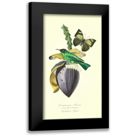 Anonymous, 1842 10x14 Black Modern Framed Museum Art Print Titled - Finch on Flower of Banana