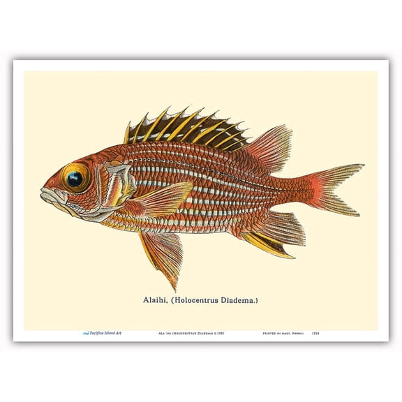 Alaihi (Holocentrus Diadema) - Hawaiian Squirrel Fish - from Fishes of Hawaii - Vintage Hawaiian Color Postcard c.1905 - Master Art Print (Unframed) 9in x 12in