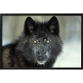 thumbnail image 2 of Black Grey Wolf with Snowy Face, Framed Art Print Wall Art Sold by Art.Com, 2 of 6