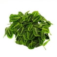 thumbnail image 2 of Golden Lemon Prayer Plant - Maranta - 2 Pack 3" Pots - Collector's Series, 2 of 3
