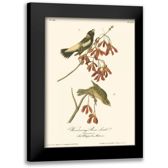 Audubon, John James 11x14 Black Modern Framed Museum Art Print Titled - Wandering Rice Bird